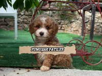 Poodle Bebeklerimiz