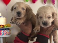 Golden retriever yavruları