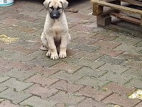 Son iki yavru köpeğimiz kalmıştır isterseniz bir önceki