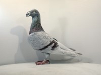 Polonya Gönderim 1. Sınıf Vitrin Güvercinler