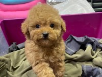 Red Brown A Kalite Orjinal Toy Poodle Yavrular