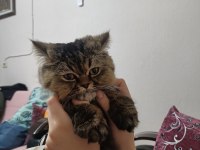 CHİNCHİLLA OĞLUMUZA EŞ