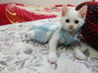 Minik Ankara Kedisi Kızıma Yeni Yuva