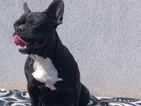 Blue taşıyıcı micro dişi french bulldog