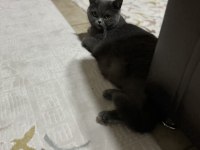 2,5 yaşında kısırlaştırılmamış british shorthair