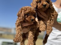 Çiftliğimizde toy poodle ları görüp ala bilirsiniz
