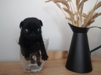 Minik pug yavru