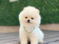 Ayıcık Yüzlü Pomeranian Boo