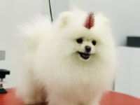 Bulgaristan dan Gelme Pomeranian Irkının En iyisi