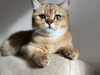 British shorthair gold