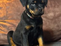 A şecereye sahip Rottweiler yavrular