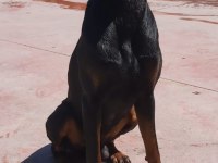 Has Doberman Köpeği Burada