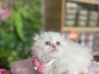 Şu Chinchilla Yavrumun Nadideliğine Bakın