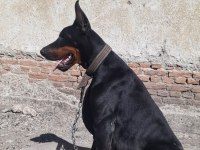 Safkan doberman yavruları