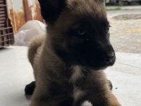 Belçika kurtlarımız