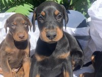 Safkan doberman yavrular