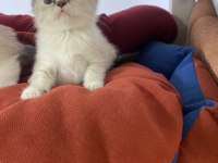 YAVRU BRİTİSH SHORTHAİR KEDİLER