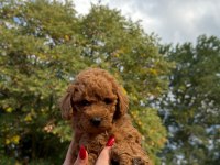 Redbrown Toypoodle 