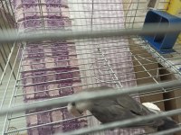 8 aylık sevda papağanı