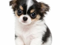 Mini Boy Erkek Chihuahua | Aşıları Tam | Ev Üretimi