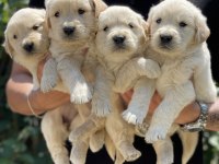 Sizinde böyle bir golden retriever yavrunuz olmasın mı?