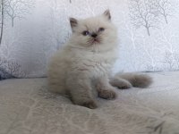 Son bebek kedilerim