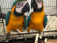 ÜST DÜZEY EL BESLEME ARA MACAW FULL EVCİL