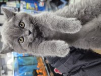 CİNS YAVRU KEDİLER