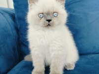 British Shorthair Blue Point Yavrusu