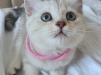 Üç aylık scottish fold ve british shorthair yavrular