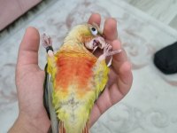 EL BESLEME WC EĞİTİMLİ KONUR PAPAĞANI
