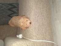 İzmir karabağlarda dişi poodle iki buçuk aylık