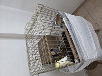 Sağlıklı Çift Sultan Papağanı Mersin