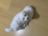 Malta terrier 2 aylık