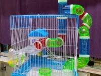 TÜM PETSHOP'LARA HAMSTER BURADAN ÇIKIYOR