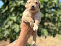 Golden retriever minişler