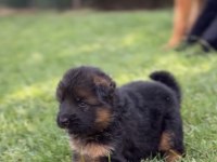 Orjinal alman kurdu köpeği