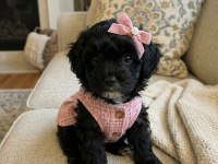 Maltipoo yavrular hazır