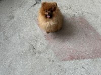 Pomeranian Boo Yetişkin Erkek