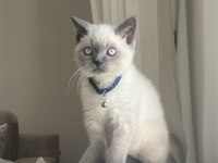 Blue point british shorthair