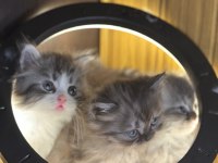 BRİTİSH LONGHAİR KEDİSİ