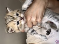 Yavru Scottish Fold