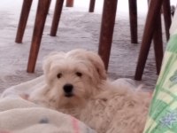 Maltese terrier 5 aylık