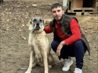 Safkan kangal köpeklerimiz