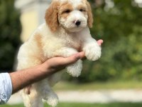 ORJİNAL LABRADOODLE YAVRULARIMIZ