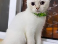 Safkan scottish fold beyaz