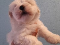 Maltese terrier yavru köpeklerimiz