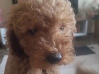 Her bütçeye uygun poodle yavrusu