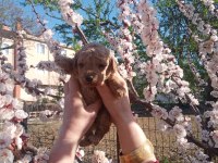 TOY POODLE MİNİMİNNAK YAVRULARİMİZ