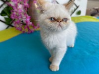 Exotic shorthair 2,5 aylık kedimiz